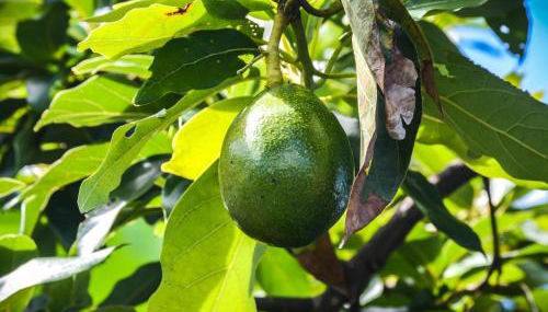 Quinta dos Frutos - Foto 3, Garden