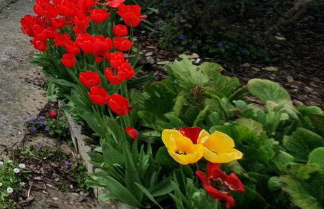 Maison confortable, terrasse et jardin à Amiens - Foto 41
