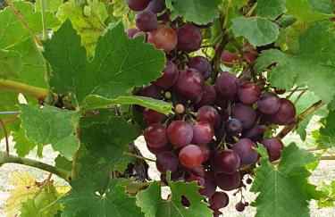 le Gecko en Provence - Foto 44