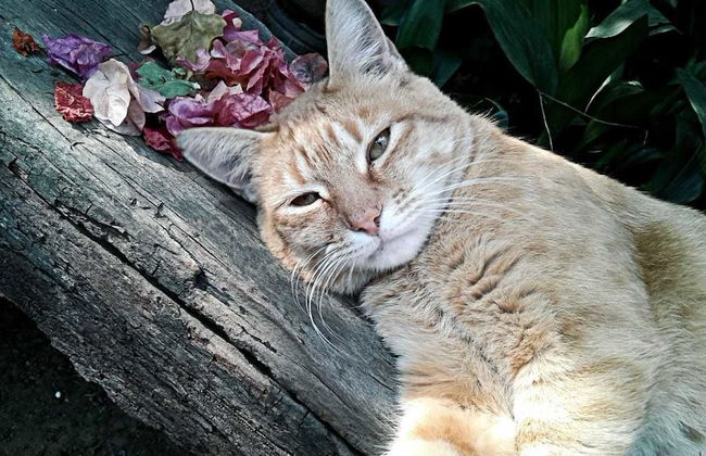 Gan Eden Guest Cottage - Foto 13