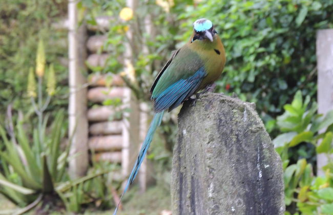 Entre Guaduas - Photo 36