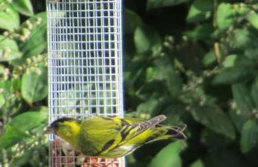 Squirrels Wood Lodge, nr Glencoe, dog friendly - Foto 23