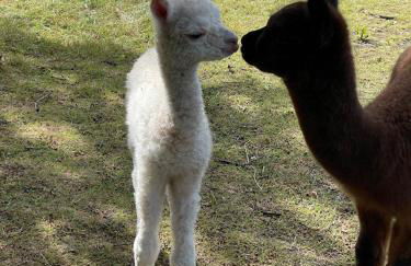 Alpaca Fold - Foto 26