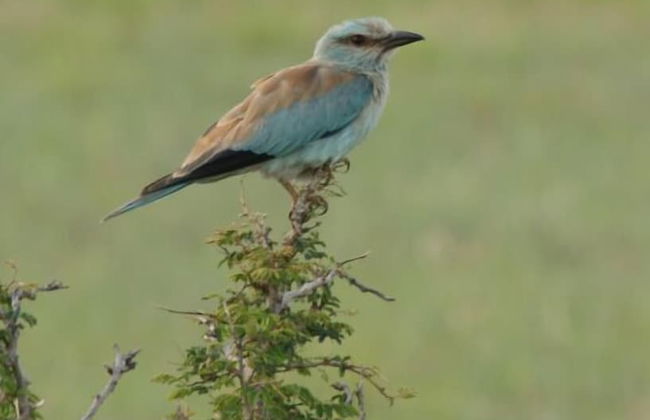 ArendSig Villa - Photo 33