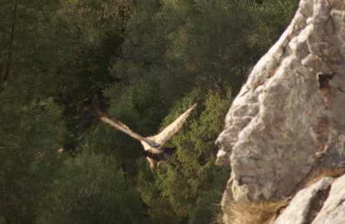 Monte do Pego - Foto 20