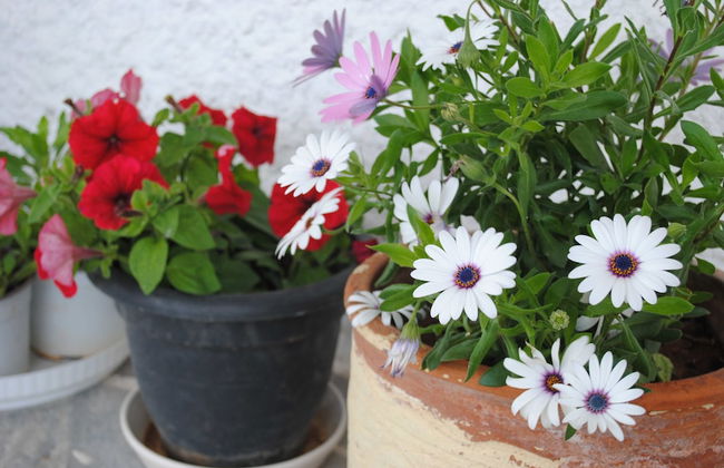 Andromachi Apartments - Foto 30