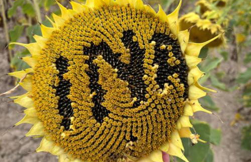 Ferienhof von Hammel - Foto 49