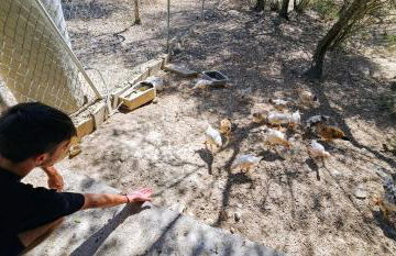 Ses Cases d'Alcudiola - Foto 68