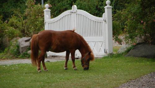 Ostseepferdehof - Foto 2