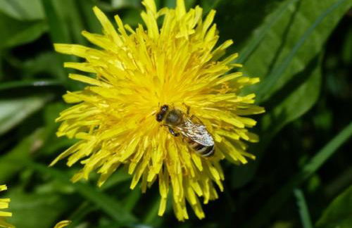 Druckerhof - Foto 22