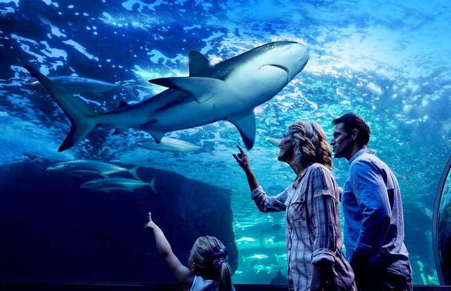 Entrada al Acuario de Cairns - Foto 13