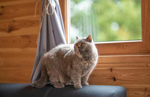 Pastelova Krova - domki w Bieszczadach - Foto 14