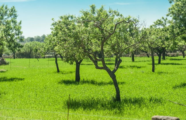 Can Cabrit - Villa With Private Pool In Alaro - Foto 35