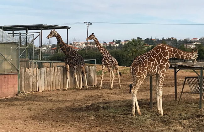 Dina's House - Foto 45