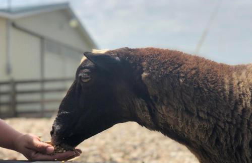 Cozy Farmhouse near Mammoth Cave on 45 acre farm - Foto 2