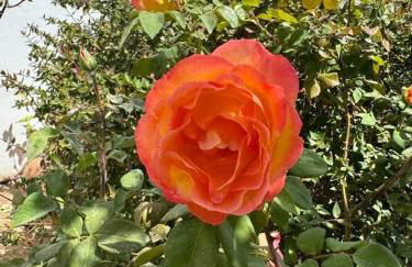 A little paradise - Foto 53