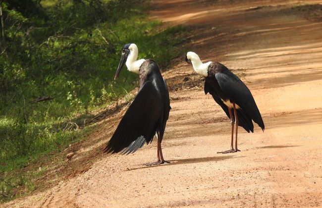wilpattu Tree House - Foto 19