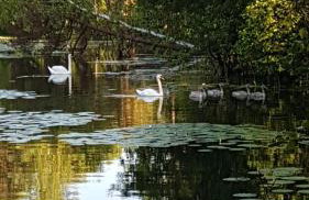 Domki Skandynawskie Kopalino - Foto 26