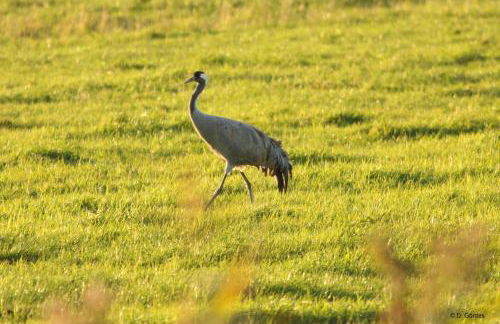 Ferienhaus Piratenburg Rövershagen - Photo 37
