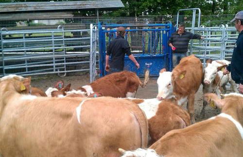 Ferien auf dem Eliesenhof - Foto 38