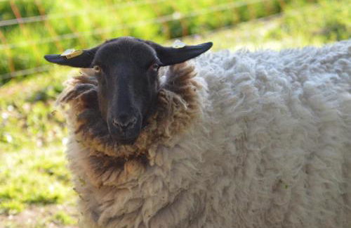 Ferienwohnung Süderfeld - Foto 14