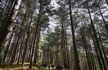 Una pineta sul mare - Riviera dei tramonti - Spiaggia a 300 m - Foto 30