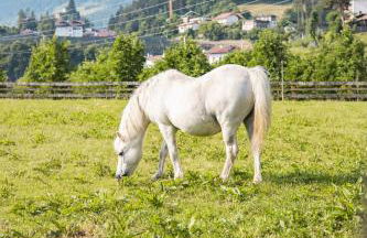 Residence Hoferhof - Foto 44