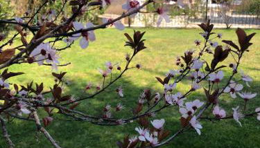 AU MIMOSA -Gîte Le Canigou - Foto 4