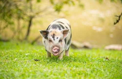 Fazzenda Park Resort - Foto 77