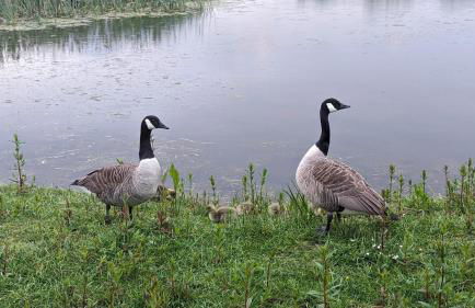 Gosling Lodge - Foto 21