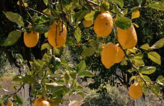 Vinte-Quinta da Boavista - Foto 59