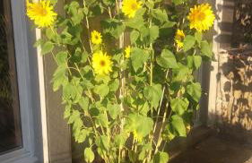 Country Residence Turicchi - Foto 28