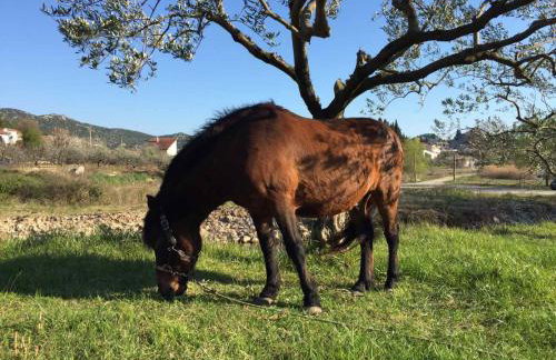 Apartman ELLA - Foto 33