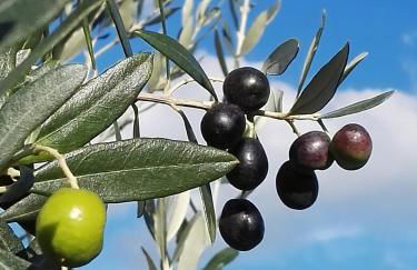 Castel Brunello - Foto 56