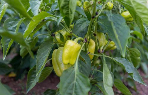 APARTMENTS ANA - Foto 70