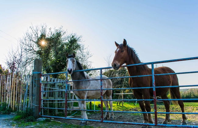 The Heights & Hollows Farmhouse - Foto 42