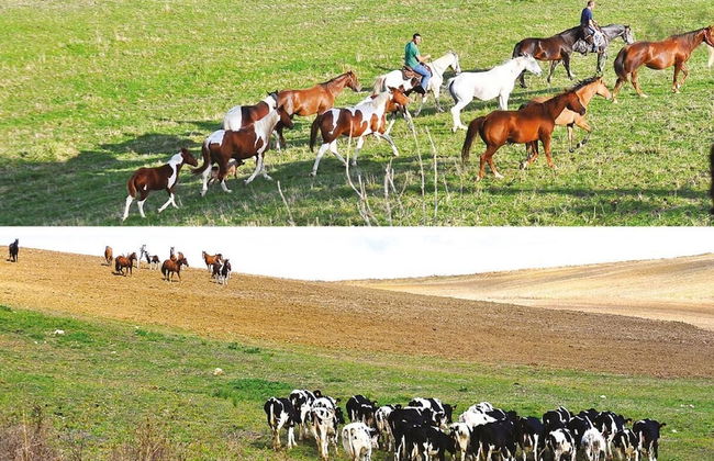 Masseria Straziuso - La Vaccariccia - Photo 36