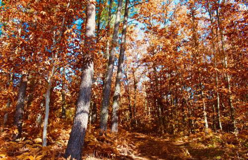 Casa Rural el Comercio Sierra de Francia - Foto 34