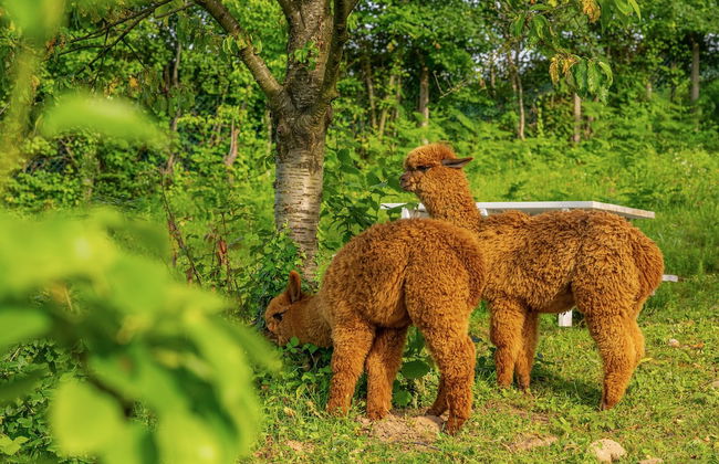 Alya Kartepe Villa Hotel - Foto 61