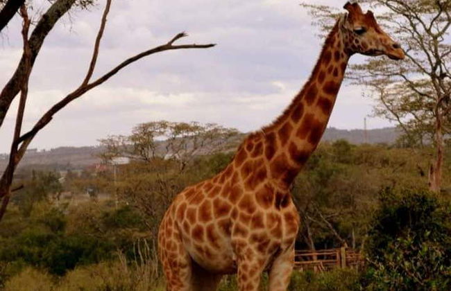 Excursión al Giraffe Centre - Foto 8