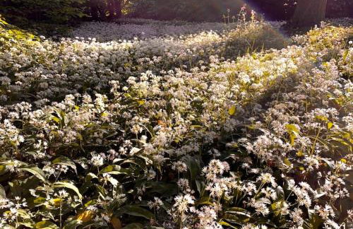 Hayes Suite - Foto 38