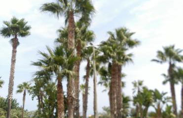 ACAPULCO III MARINA DÓR - Photo 27