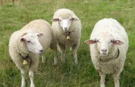 Ferienhaus Panoramablick - Foto 22