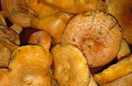 Silna Nowa 2 - Foto 19