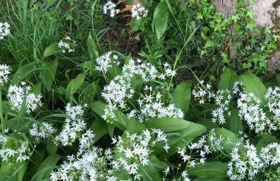 Hollybush Lodges - Foto 57