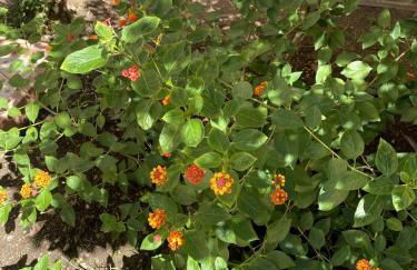 Il Giardino Segreto - Foto 19