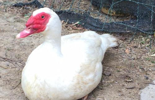 Sangrato 1883 - Foto 28