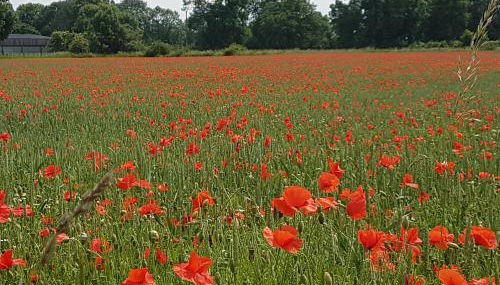 DOMizil Xanten - Foto 5