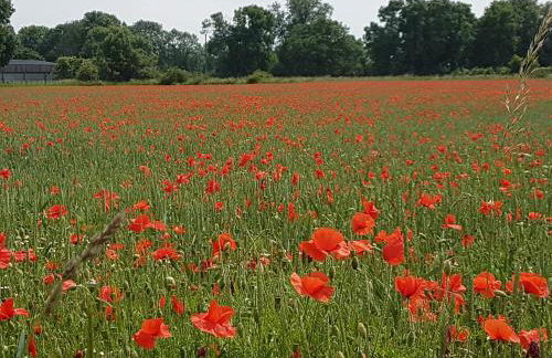 DOMizil Xanten - Foto 5