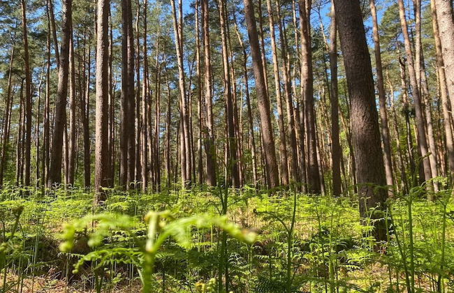 Luxus Reetdachhaus in Fuhlendorf mit Sauna - Foto 30